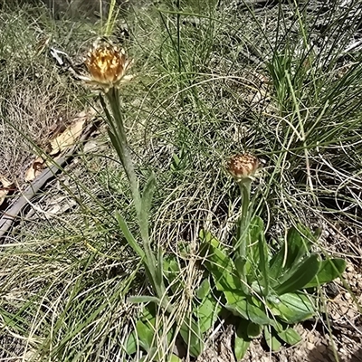 Unverified Daisy at Paddys River, ACT - 30 Sep 2025 by Mike