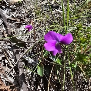 Viola betonicifolia (Mountain Violet) at Paddys River, ACT - 30 Sep 2025 by Mike
