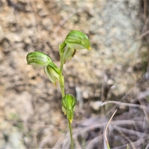 Bunochilus montanus (ACT) = Pterostylis jonesii (NSW) (Montane Leafy Greenhood) at Paddys River, ACT - 30 Sep 2025 by Mike