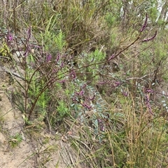 Indigofera australis subsp. australis (Australian Indigo) at Paddys River, ACT - 30 Sep 2025 by Mike