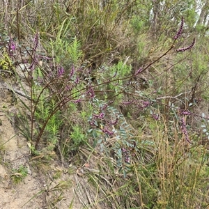 Indigofera australis subsp. australis (Australian Indigo) at Paddys River, ACT - 30 Sep 2025 by Mike