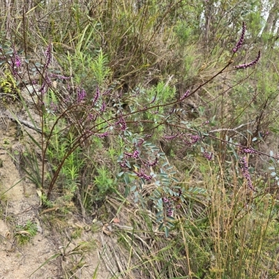 Indigofera australis subsp. australis (Australian Indigo) at Paddys River, ACT - 30 Sep 2025 by Mike