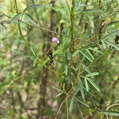 Glycine clandestina (Twining Glycine) at Paddys River, ACT - 30 Sep 2025 by Mike