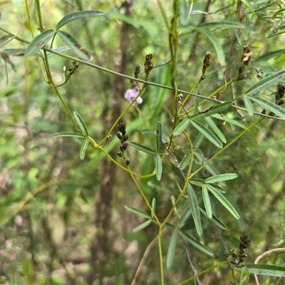 Glycine clandestina (Twining Glycine) at Paddys River, ACT - 30 Sep 2025 by Mike