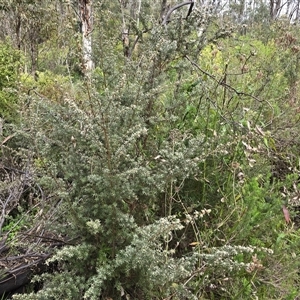 Leptospermum (genus) at Paddys River, ACT - 30 Sep 2025 by Mike