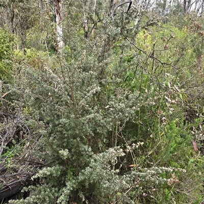 Leptospermum (genus) at Paddys River, ACT - 30 Sep 2025 by Mike