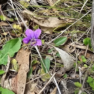 Viola betonicifolia (Mountain Violet) at Paddys River, ACT - 30 Sep 2025 by Mike