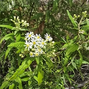 Olearia lirata at Paddys River, ACT - 30 Sep 2025 by Mike