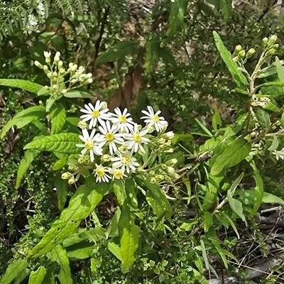 Olearia lirata at Paddys River, ACT - 30 Sep 2025 by Mike