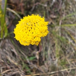 Craspedia sp. at Paddys River, ACT - 30 Sep 2025 by Mike