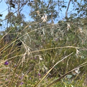 Themeda triandra (Kangaroo Grass) at Paddys River, ACT - 30 Sep 2025 by Mike