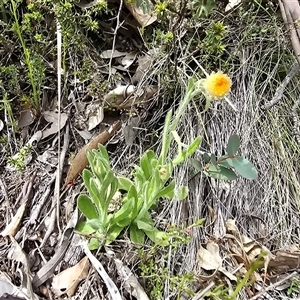 Unverified Daisy at Paddys River, ACT - 30 Sep 2025 by Mike