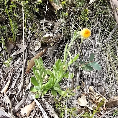 Unverified Daisy at Paddys River, ACT - 30 Sep 2025 by Mike