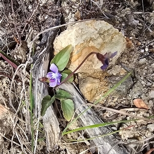 Viola betonicifolia (Mountain Violet) at Paddys River, ACT - 30 Sep 2025 by Mike