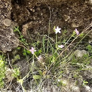Unverified Other Wildflower or Herb at Paddys River, ACT - 30 Sep 2025 by Mike