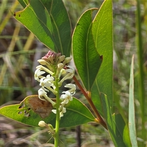 Stackhousia (genus) at Paddys River, ACT - 30 Sep 2025 by Mike