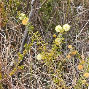 Acacia ulicifolia (Prickly Moses) at Paddys River, ACT - 30 Sep 2025 by Mike
