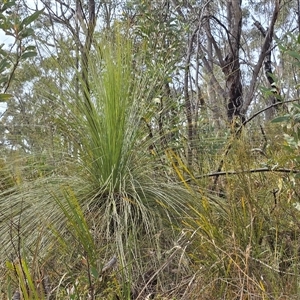 Xanthorrhoea glauca subsp. angustifolia at Paddys River, ACT - 30 Sep 2025 by Mike