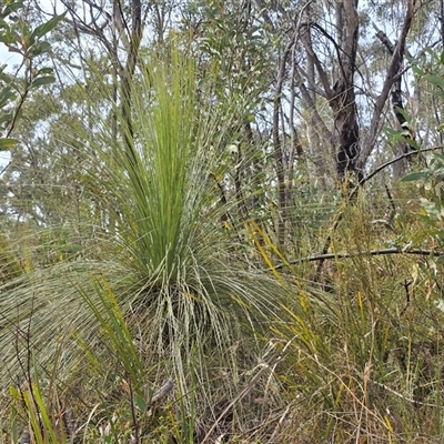 Xanthorrhoea glauca subsp. angustifolia at Paddys River, ACT - 30 Sep 2025 by Mike