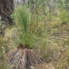 Xanthorrhoea glauca subsp. angustifolia at Paddys River, ACT - 30 Sep 2025 by Mike