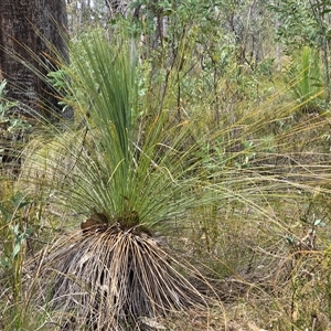 Xanthorrhoea glauca subsp. angustifolia at Paddys River, ACT - 30 Sep 2025 by Mike