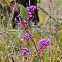 Hardenbergia violacea (False Sarsaparilla) at Paddys River, ACT - 30 Sep 2025 by Mike