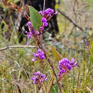 Hardenbergia violacea (False Sarsaparilla) at Paddys River, ACT - 30 Sep 2025 by Mike