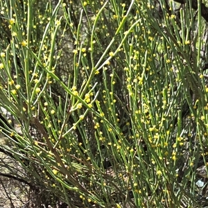 Unverified Other Shrub at Paddys River, ACT - 30 Sep 2025 by Mike