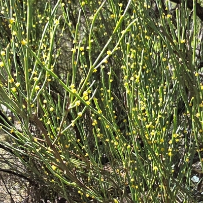 Unverified Other Shrub at Paddys River, ACT - 30 Sep 2025 by Mike