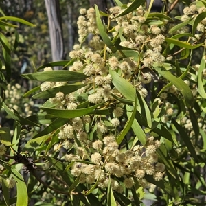 Acacia doratoxylon at Paddys River, ACT - 30 Sep 2025 by Mike