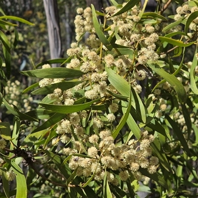 Acacia doratoxylon at Paddys River, ACT - 30 Sep 2025 by Mike