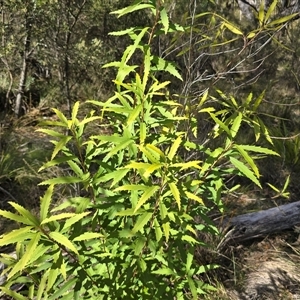 Unverified Other Shrub at Paddys River, ACT - 30 Sep 2025 by Mike