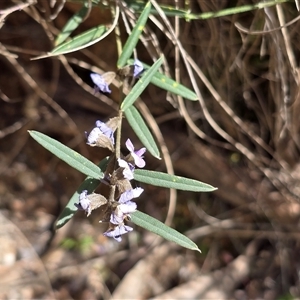 Hovea heterophylla at Paddys River, ACT - 30 Sep 2025 by Mike