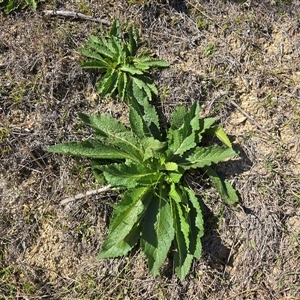 Verbascum virgatum at Kambah, ACT - 30 Sep 2025 by Mike