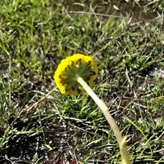 Craspedia variabilis at Kambah, ACT - 30 Sep 2025 by Mike