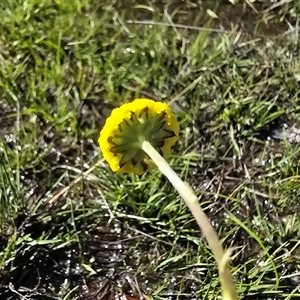 Craspedia variabilis at Kambah, ACT - 30 Sep 2025 by Mike