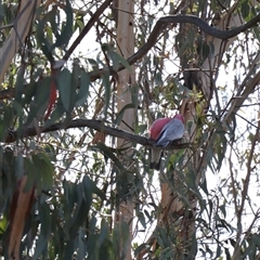 Eolophus roseicapilla (Galah) at Lyneham, ACT - 26 Sep 2025 by Lisa.Jok