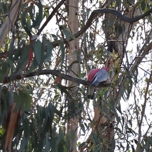 Eolophus roseicapilla (Galah) at Lyneham, ACT - 26 Sep 2025 by Lisa.Jok