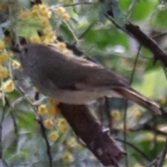 Acanthiza pusilla (Brown Thornbill) at O'Connor, ACT - 26 Sep 2025 by Lisa.Jok
