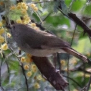 Acanthiza pusilla (Brown Thornbill) at O'Connor, ACT - 26 Sep 2025 by Lisa.Jok