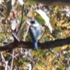 Todiramphus sanctus (Sacred Kingfisher) at O'Connor, ACT - 26 Sep 2025 by Lisa.Jok