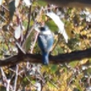 Todiramphus sanctus (Sacred Kingfisher) at O'Connor, ACT - 26 Sep 2025 by Lisa.Jok