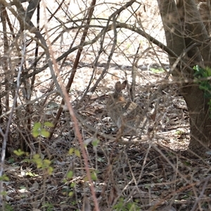 Oryctolagus cuniculus (European Rabbit) at O'Connor, ACT - 26 Sep 2025 by Lisa.Jok