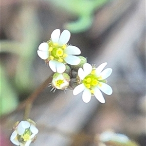 Erophila verna subsp. verna by clarehoneydove
