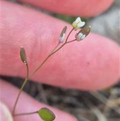 Erophila verna subsp. verna at Bungendore, NSW - suppressed
