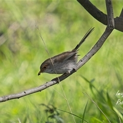 Malurus cyaneus (Superb Fairywren) at Cook, ACT - 29 Sep 2025 by Rheardy
