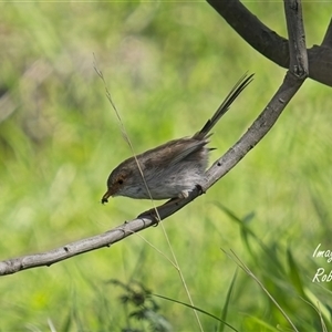 Malurus cyaneus (Superb Fairywren) at Cook, ACT - 29 Sep 2025 by Rheardy