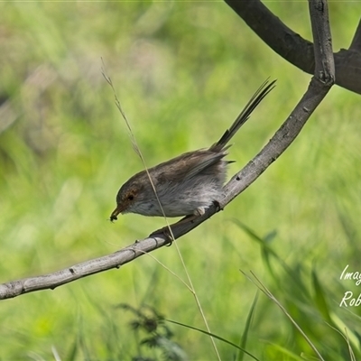 Malurus cyaneus (Superb Fairywren) at Cook, ACT - 29 Sep 2025 by Rheardy