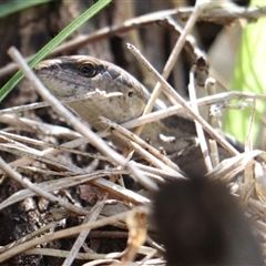 Lampropholis guichenoti (Common Garden Skink) at Hackett, ACT - 23 Sep 2025 by Lisa.Jok