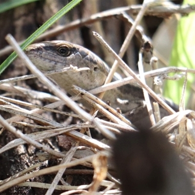 Lampropholis guichenoti (Common Garden Skink) at Hackett, ACT - 23 Sep 2025 by Lisa.Jok